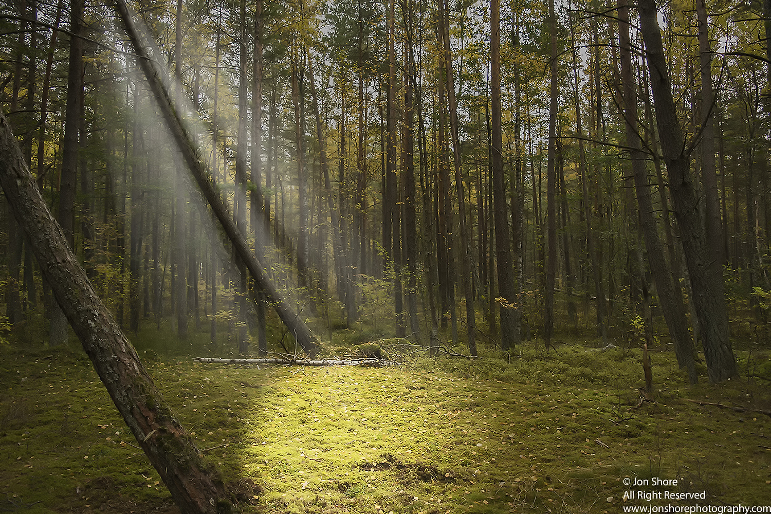 light in forest 3 sm c 6343 Outdoor Gear Europe