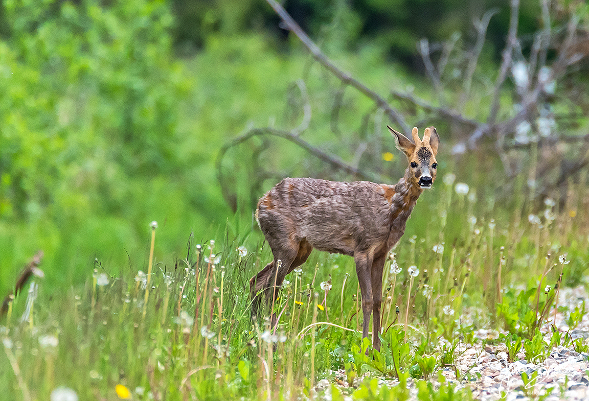 Small Deer Burtnieki Latvia by Jon Shore May 2021 72dpi2620 Outdoor